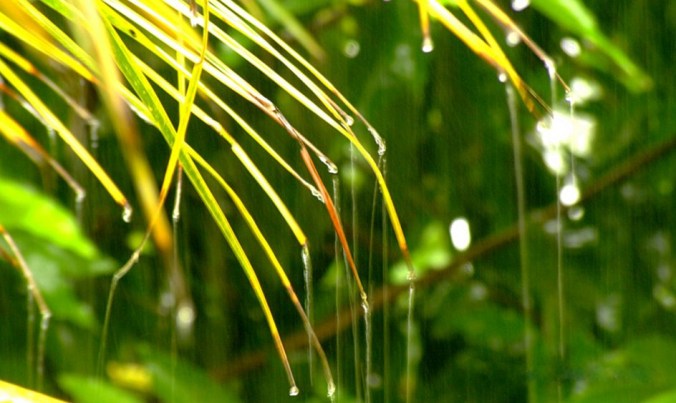 Photo credits : Ramesh Kidangoor