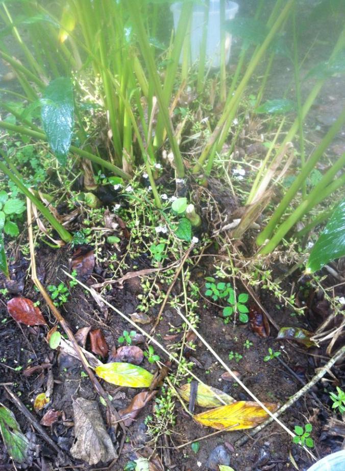 994112_10201573979071111_4174603662215188376_n