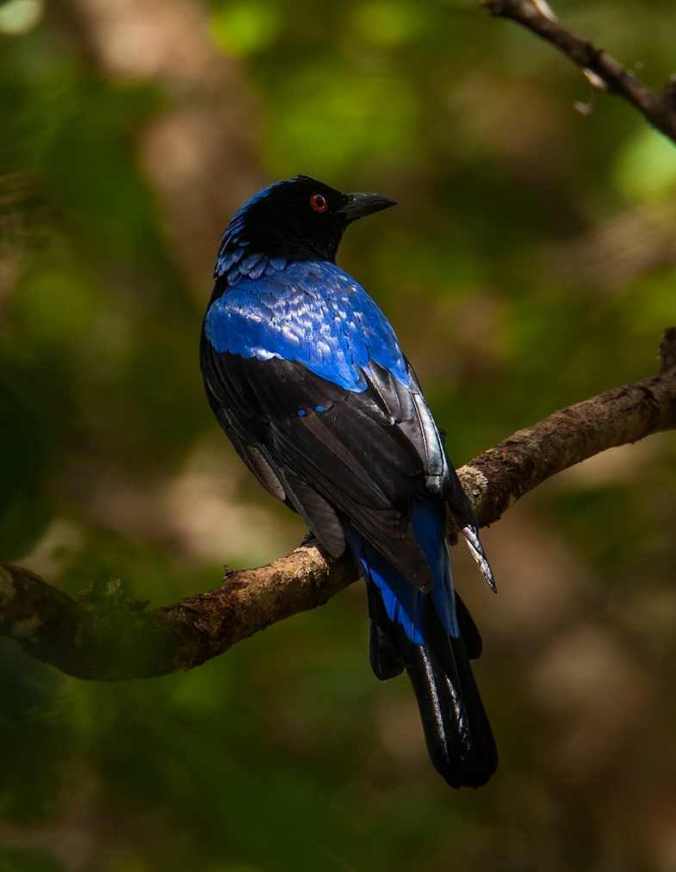 Asian Fairy Bluebird by Sudhir Shivaram - La Paz Group