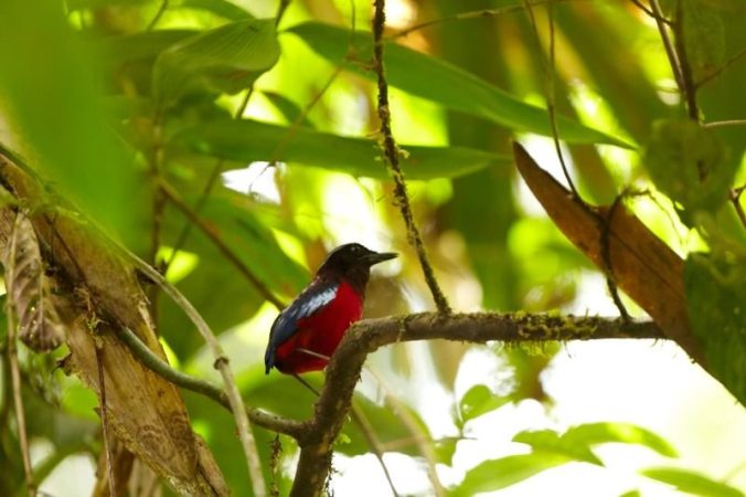 Black and Crimson Pitta bySophie Orzechowski - RAXA Collective