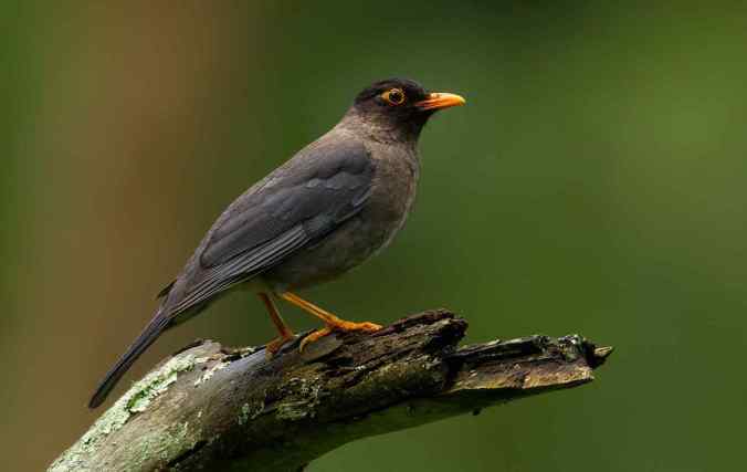 Eurasian Blackbird by Sudhir Shivaram - La Paz Group
