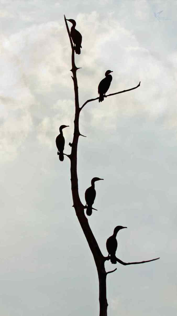 Great Cormorants by Brinda Suresh - RAXA Collective