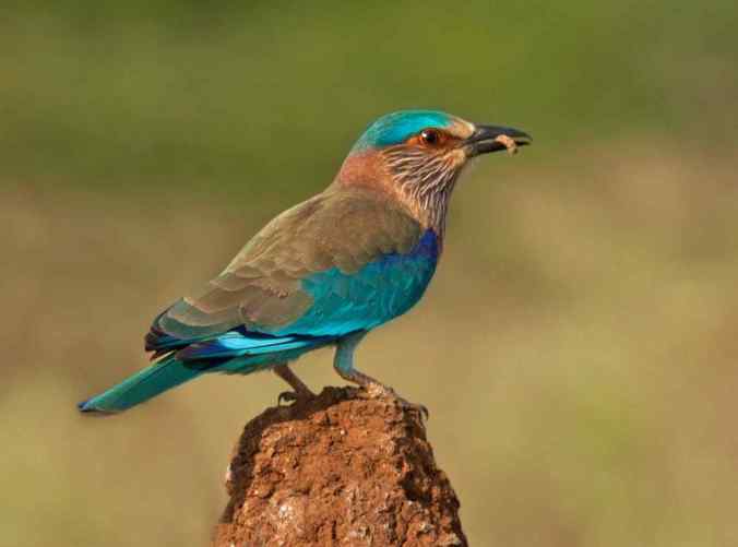Indian Roller by Brinda Suresh - La Paz Group