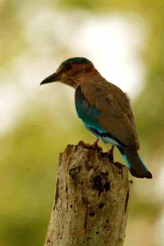 Indian Roller by Srinivasa Addepalli - La Paz Group