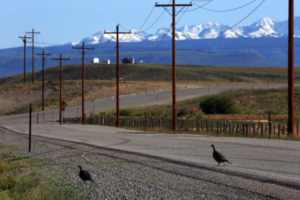 Sage grouse in a part of Wyoming where Shell has gas fields. Credit Jim Wilson/The New York Times