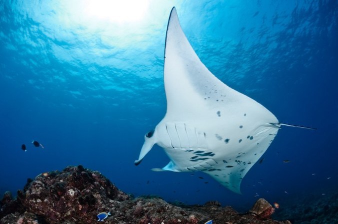 manta-shutterstock_148271486-680x450