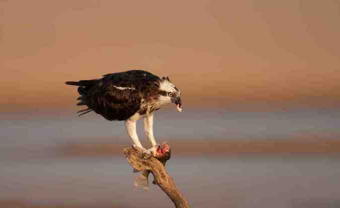 Osprey by Sudhir Shivaram - La Paz Group