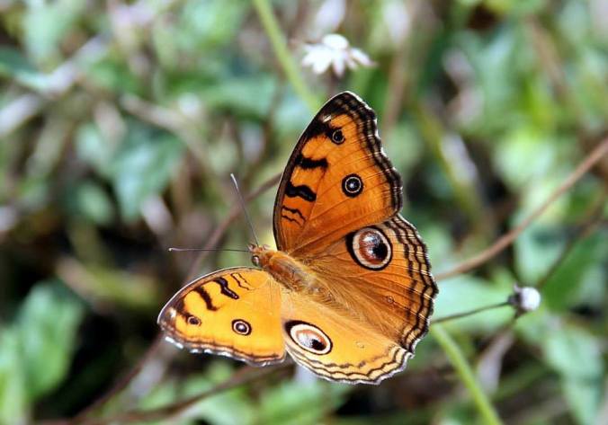 Photo credits : Jose K