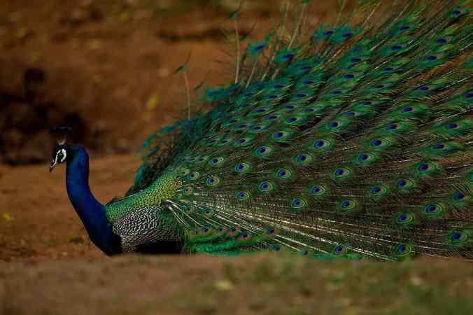 Indian Peacock by Sudhir Shivaram - La Paz Group