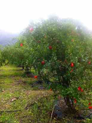Pomegranate tree at Harvest Fresh Farm. Photo credit: Kayleigh Levitt