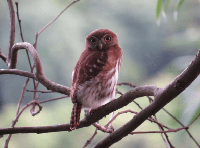 Ferruginous Pygmy Owl by Seth Inman- Organikos
