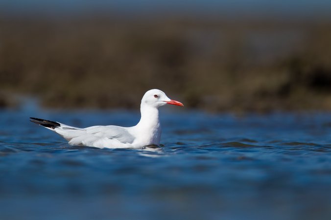 Slendered-billed Gull by Sudhir Shivaram - La Paz Group