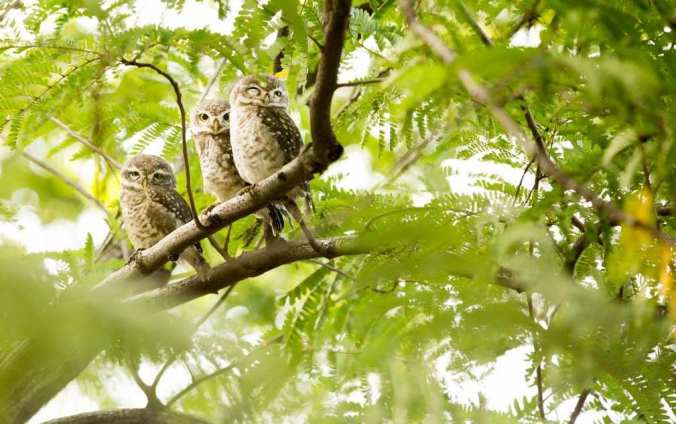 Spotted Owlets by Srinivas Addepalli - La Paz Group