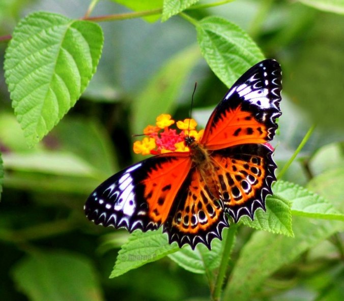 Photo credits : Aparna P