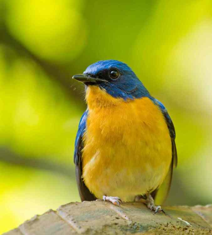 Tickell's blue flycatcher by Brinda Suresh - RAXA Collective