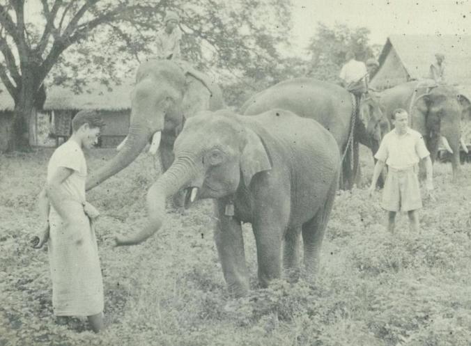 TREVE WILLIAMS J.H. “Billy” Williams was fascinated by the subtlety and strength of elephants’ complex social bonds.