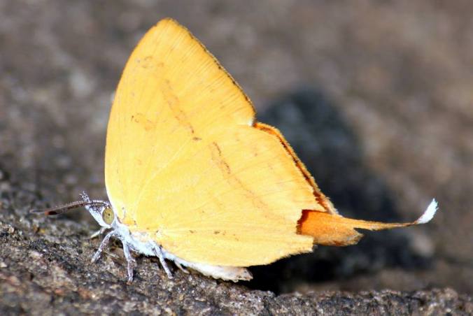 Photo credit : Jose K