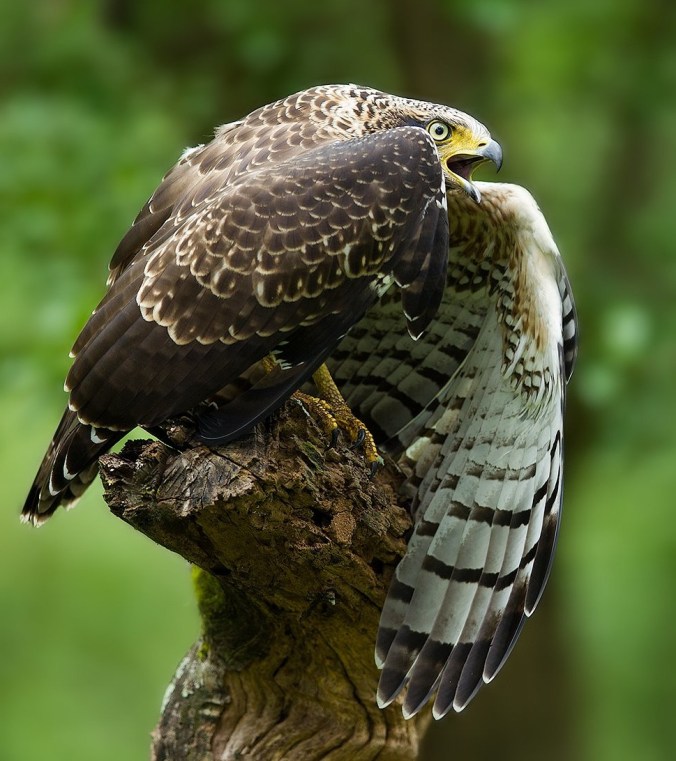 Crested Serpent Eagle by Sudhir Shivaram - La Paz Group