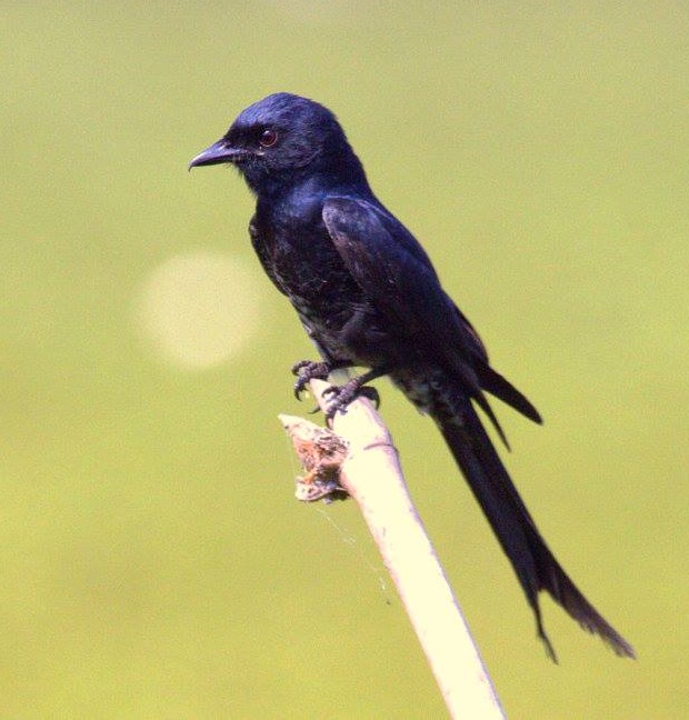 Fork-tailed Drongo by Sanjayan Kumar - La Paz Group