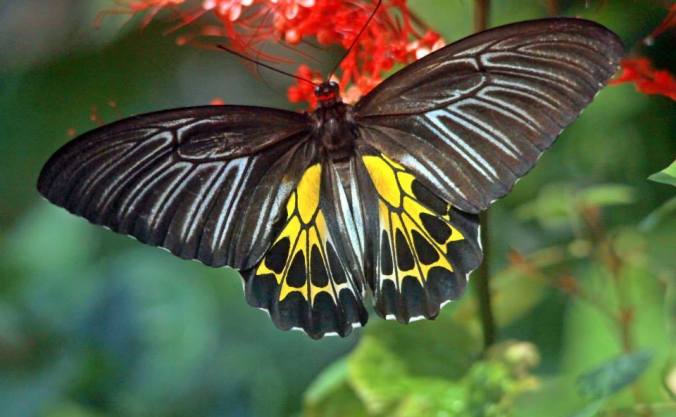 Photo credits : Josekallukaran