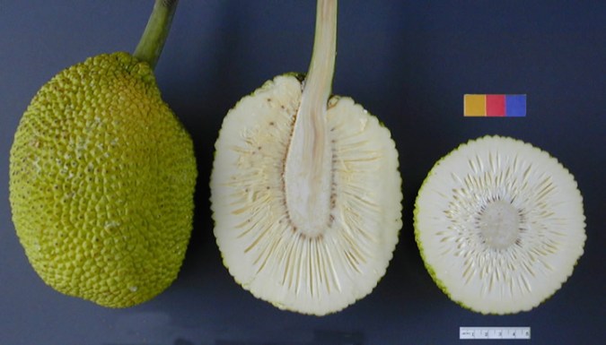 This is a picture of breadfruit, which actually tastes like freshly baked bread