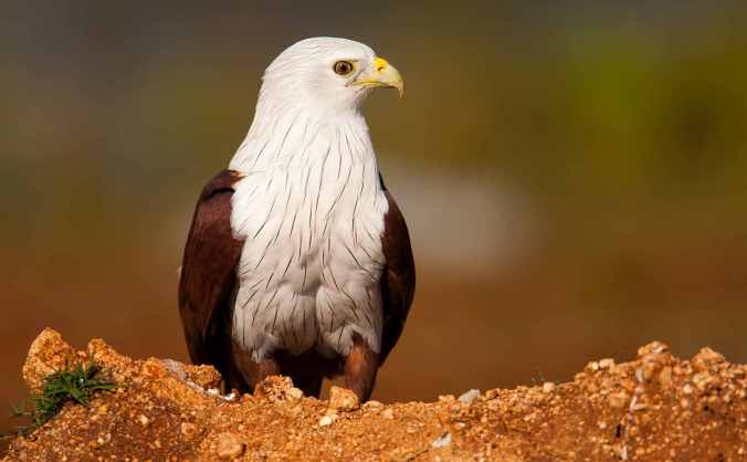 Brahminy Kite by Sudhir Shivaram - La Paz Group