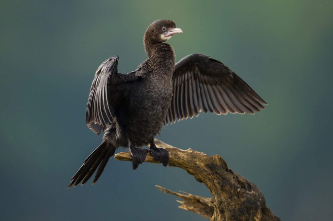 Cormorant by Sudhir Shivaram - La Paz Group