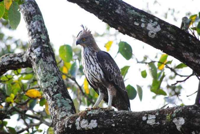 Photo Credit: Mr. Vijay Mampilly