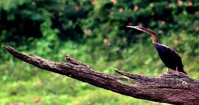 Photo credit: Sanjayan Kumar