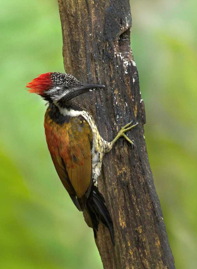 Lesser Flameback by Brinda Suresh - La Paz Group