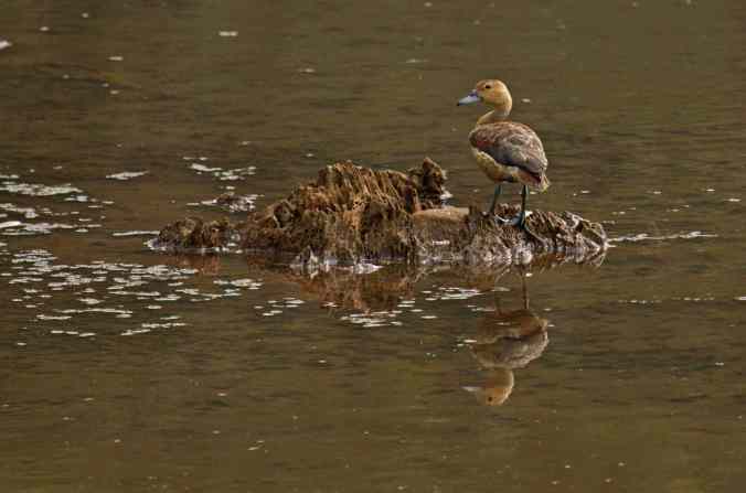 Lesser Whistling Duck by Brinda Suresh - La Paz Group