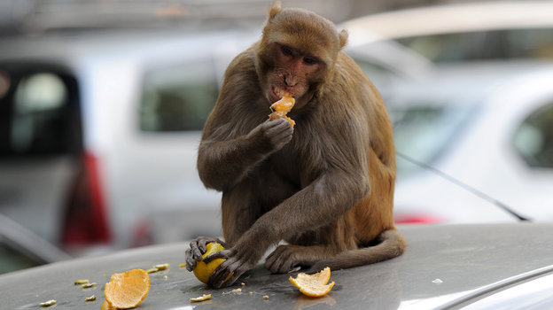 monkeys_delhi2_wide-d22a7520cf5334f80c91291f185119e7a44c6aad-s4-c85