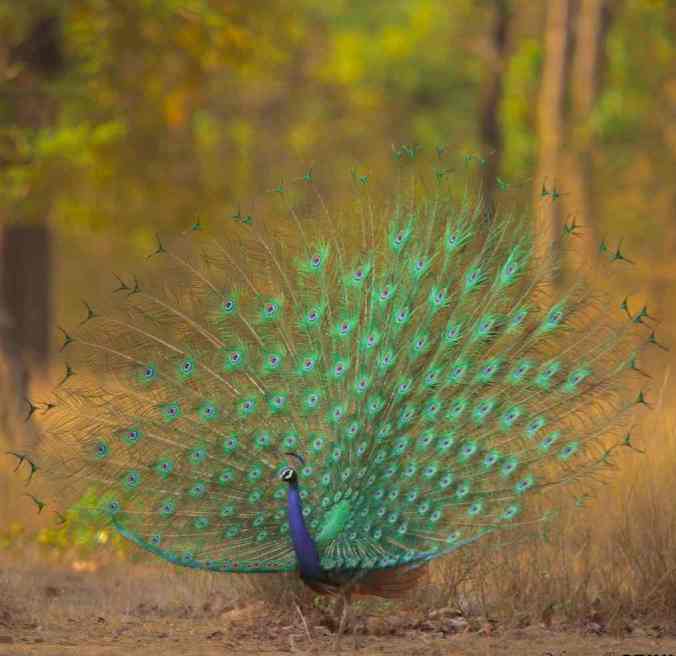 Peacock by Srinivasa Addapelli - RAXA Collective