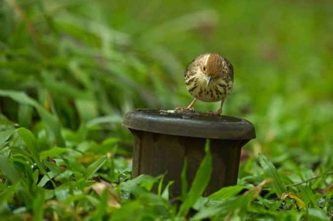 Puff-throated Babbler by Brinda Suresh - La Paz Group