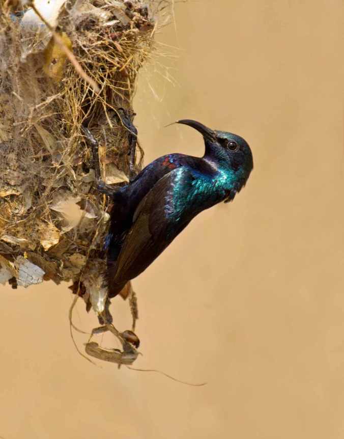 Purple sunbird by Brinda Suresh - La Paz Group