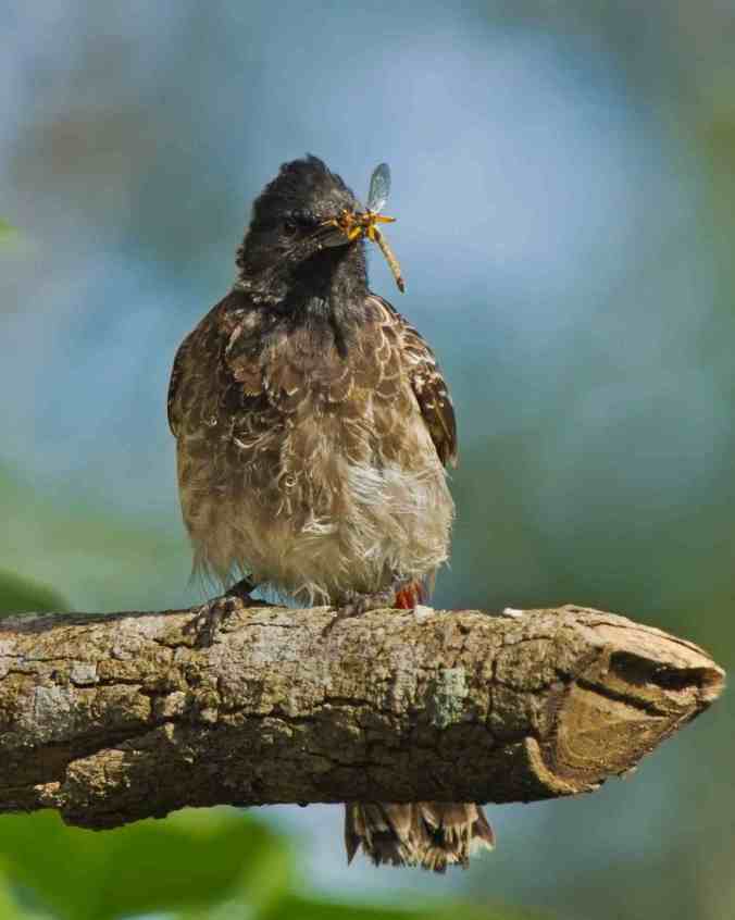 Red-vented bulbul by Brinda Suresh - RAXA Collective