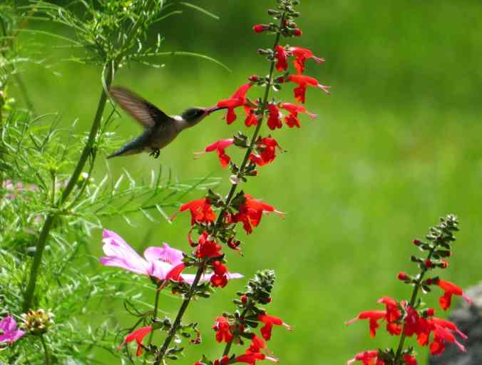 Photo credit: Nancy Buron