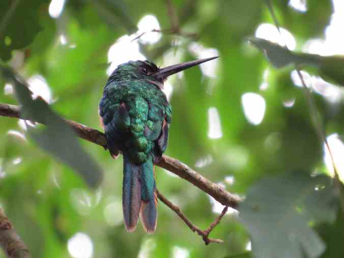 Rufous-tailed Jacamar by Seth inman - RAXA Collective