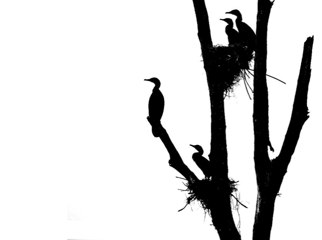 photo credit: Sanjayan Kumar