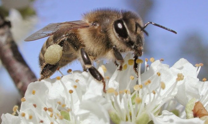 680px-Plumpollen0060