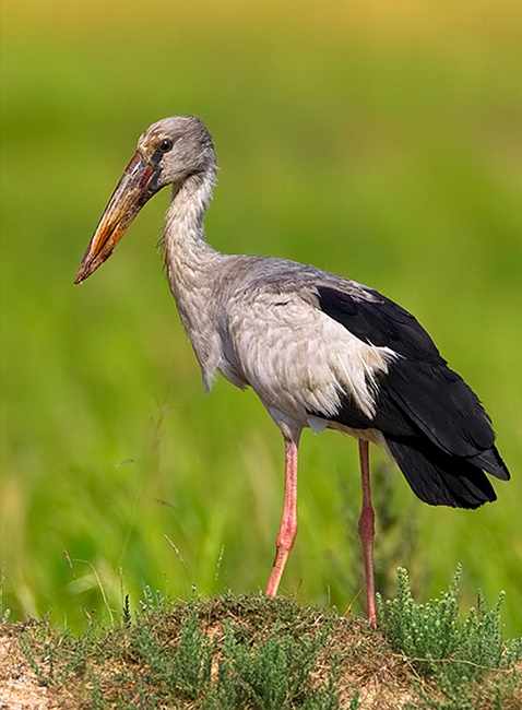 Asian openbill by Sudhir Shivaram - La Paz Group