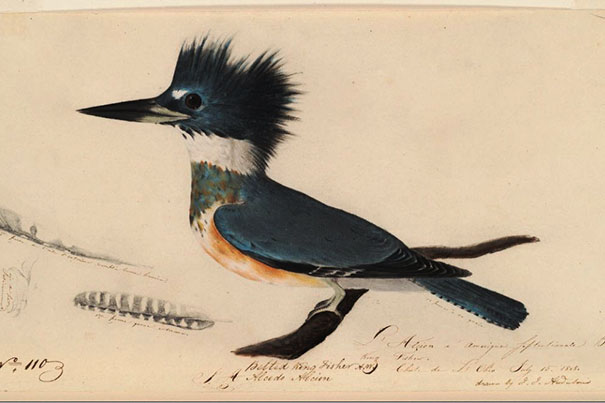 Box 8. L'avocette de Buffon. Near Nantes, France, [1805 or 1806]. 1 drawing : pastel, graphite, and ink on paper ; 47 x 31 cm. Depicts the Avocet (Recurvirostra avosetta) standing on the ground with no background details. Unsigned. Audubon no. 117.