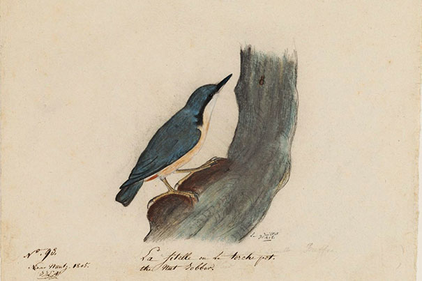 AudubonWoodpecker_605_3