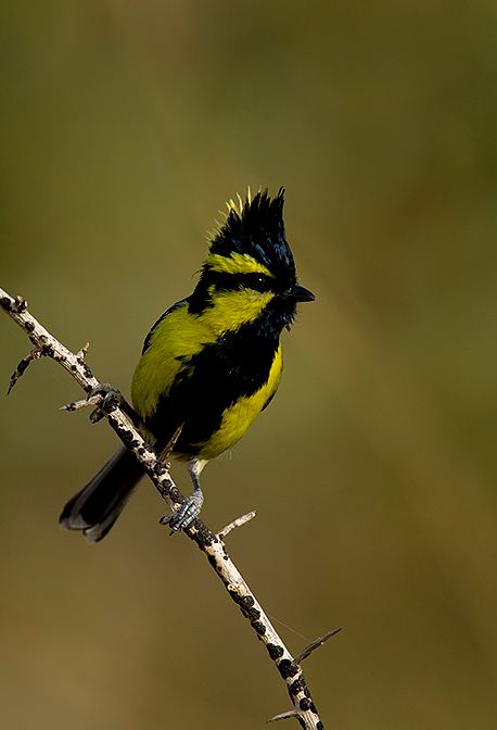 Black-lored Tit by Sudhir Shivaram - La Paz Group
