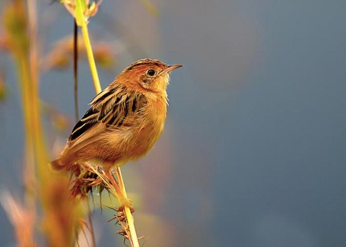 Bright-headed Cisticola by Sudhir Shivaram - La Paz Group
