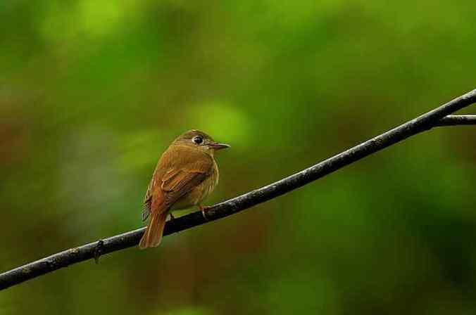 Brown-breasted flycatcher by Sudhir Shivaram - La Paz Group