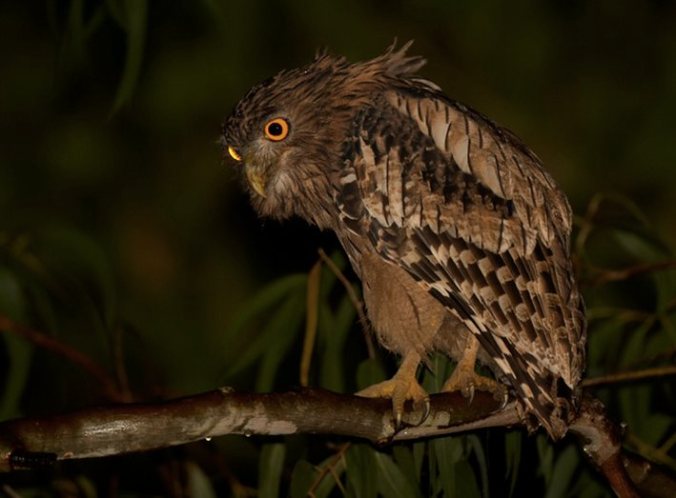 Brown Fish Owl by Sudhir Shivaram - La Paz Group