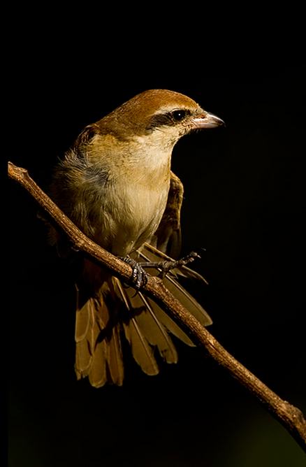 Brown Shrike by Sudhir Shivaram - La Paz Group