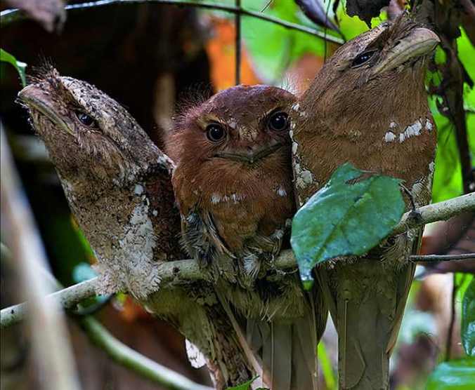 Srilankan Frogmouth by Sudhir Shivaram - La Paz Group