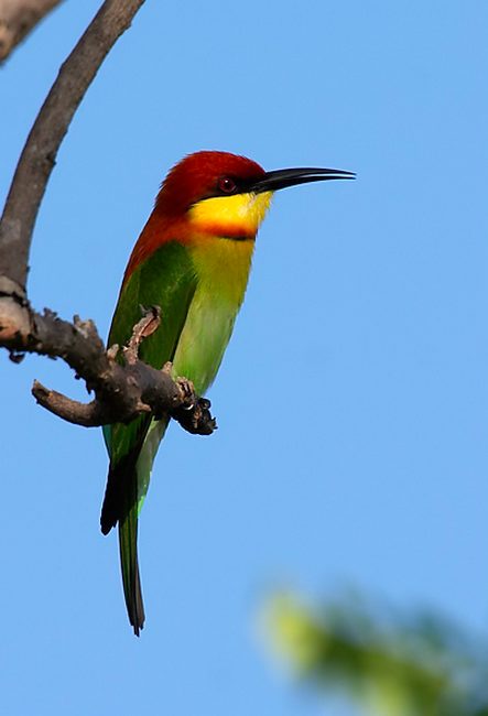 Chestnut-headed Bee-eater by Sudhir Shivaram - Organikos